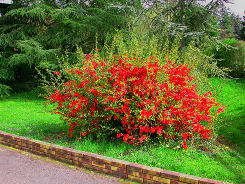 An example of a blooming Japanese quince