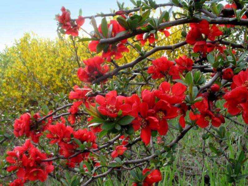 How to grow Japanese quince