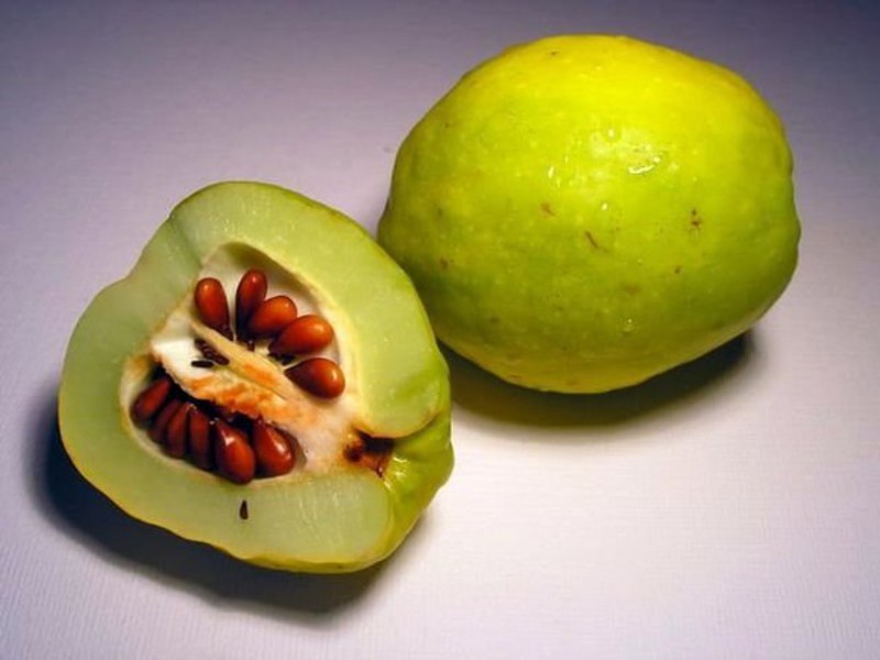 Japanese quince fruits