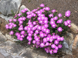 The most popular in horticulture is Mesembriantemum