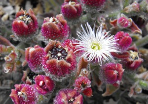 Mesembriantemum flower