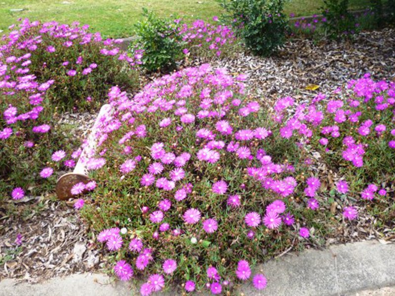 Mesembriantemum flower