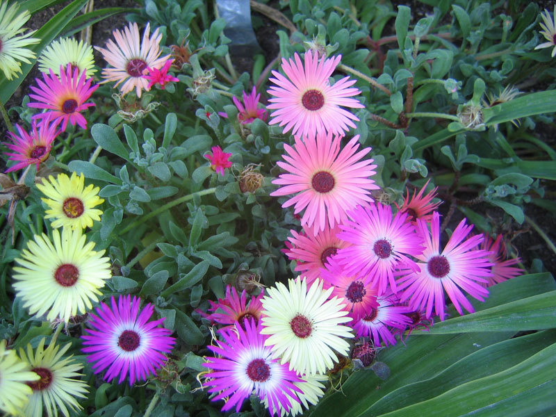 Blooming Mesembriantemum