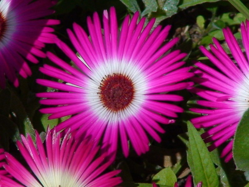 Beautiful mesembriantemum flower