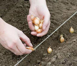 Planting and caring for onions