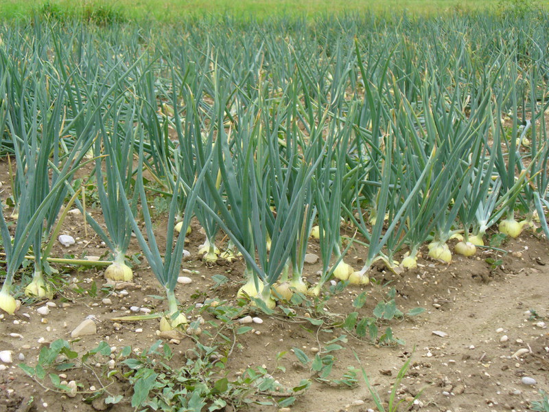 When to plant onions