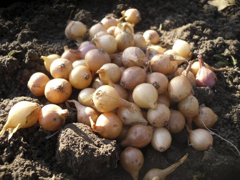 Onion variety sevka