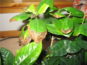 A list of possible causes of leaf tips drying out in indoor plants