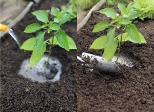 Pepper seedling care