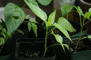 What soil to plant pepper