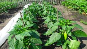 How to plant peppers