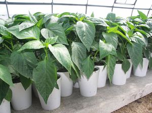 Pepper seedlings in containers