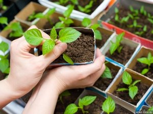 Growing pepper through seedlings