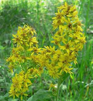 Goldenrod and its beneficial properties