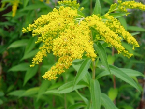 Contraindications to the use of goldenrod