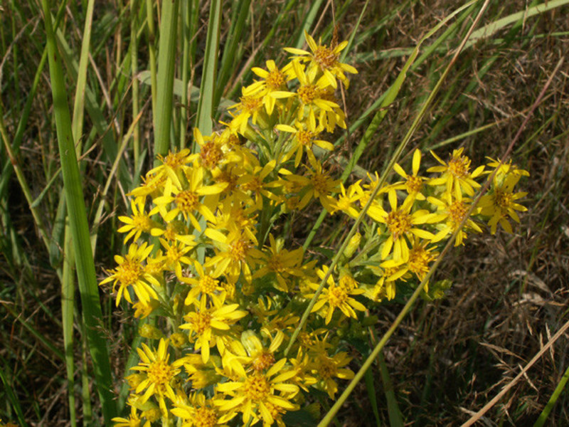 Golden rod