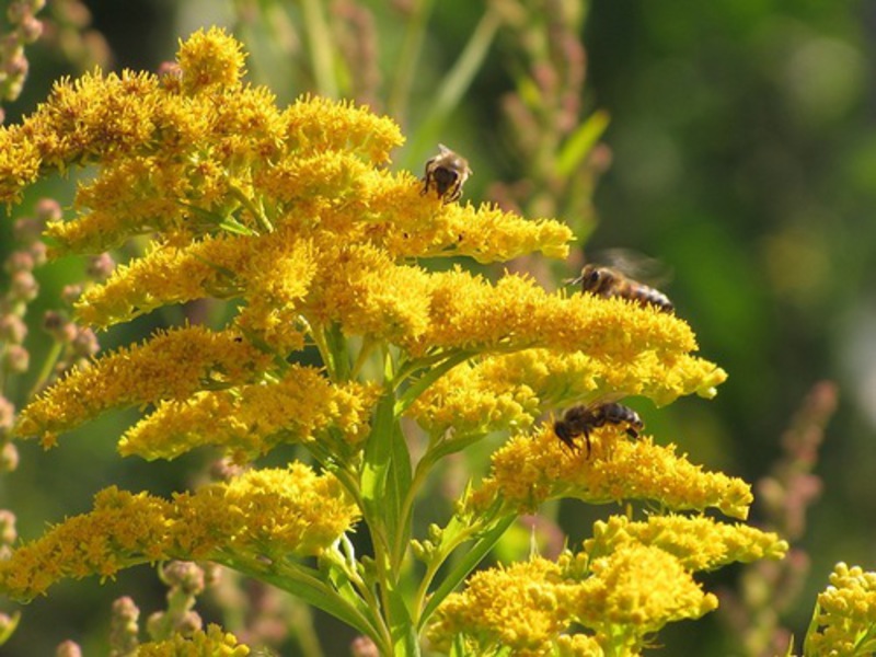 Properties of the golden rod