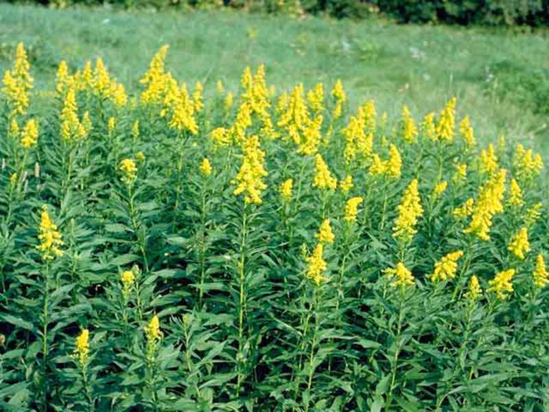 Plant golden rod