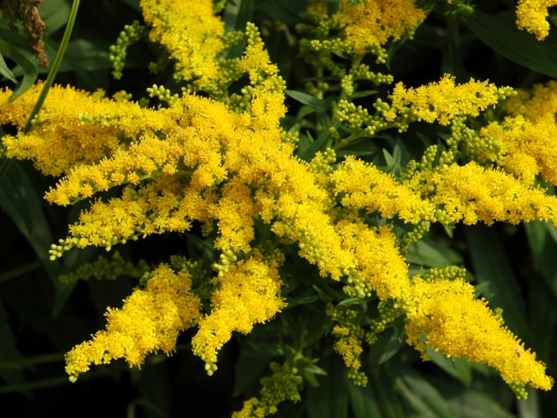 The benefits of using goldenrod