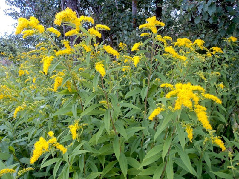 Golden rod or common goldenrod