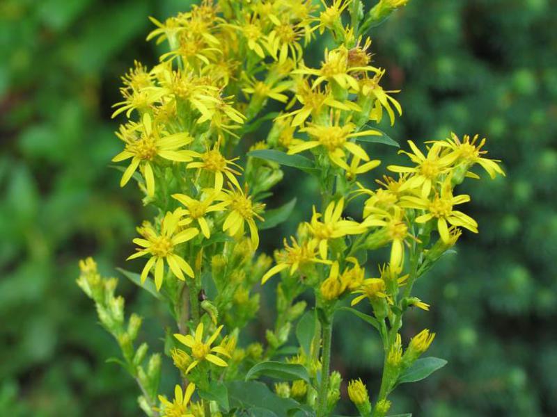 Common goldenrod