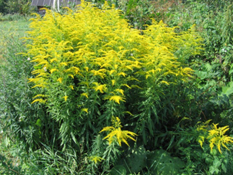 The golden rod has magical properties.