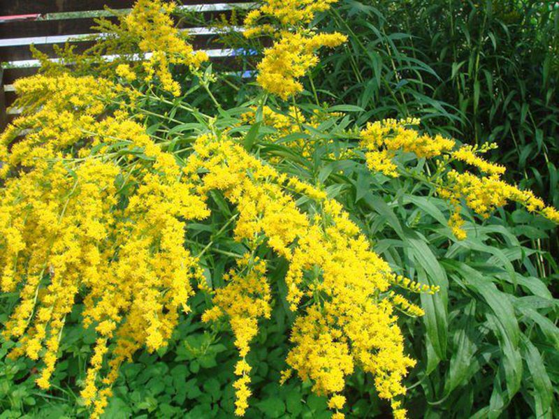 Who may be contraindicated in the use of goldenrod