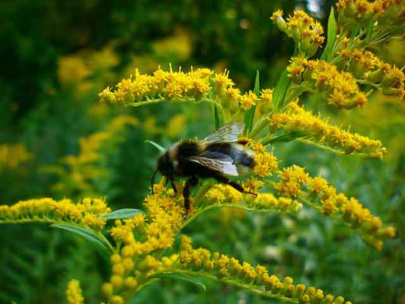 Common goldenrod