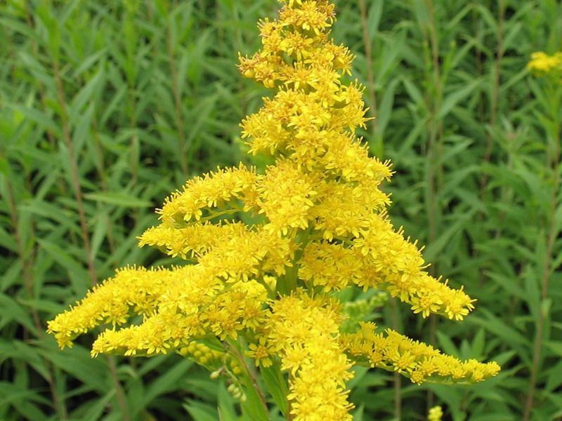 Golden rod magical properties