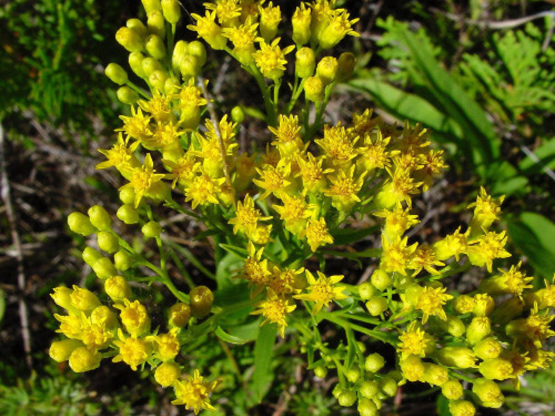 Golden rod or common goldenrod