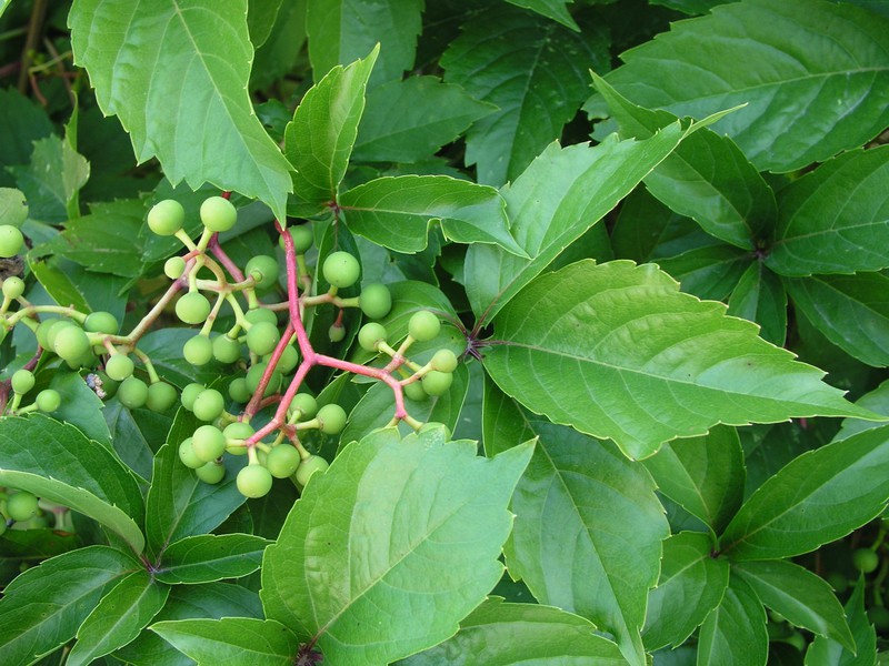 Description of five-leaf wild grapes