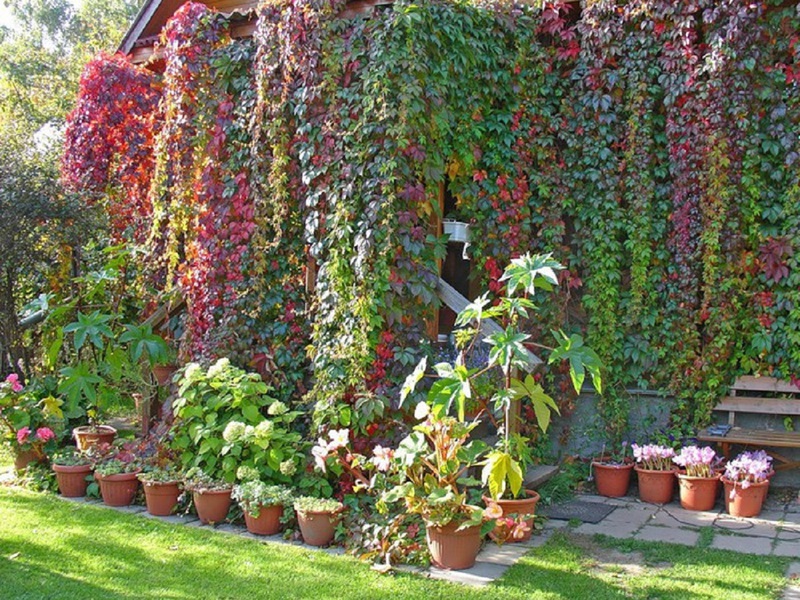 Features of triangular maiden grapes