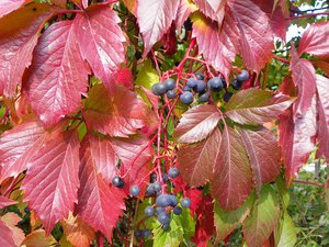 Description of the features of maiden grapes