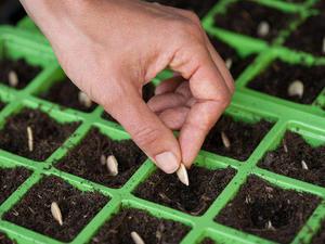 Description of the method of growing maiden grapes from seeds