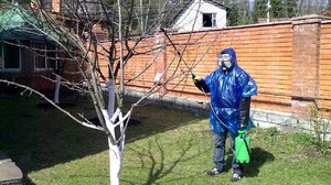 Spraying trees