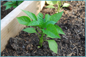 How to dive seedlings