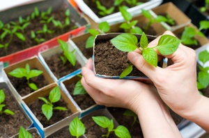 How to plant pepper seedlings