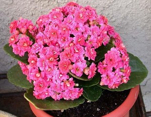 Several types of Kalanchoe are grown indoors.