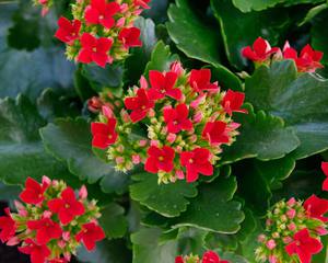 Kalanchoe flowers