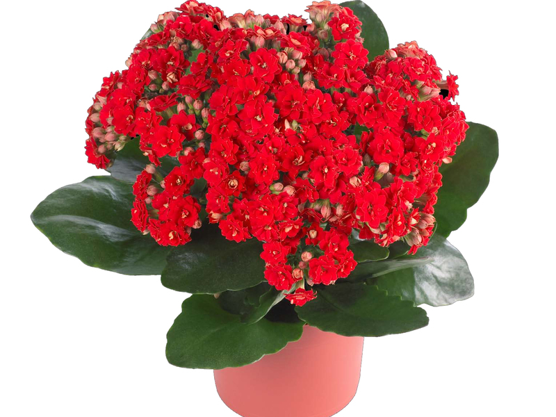 Kalanchoe care