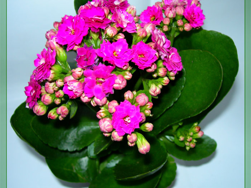 How to transplant Kalanchoe