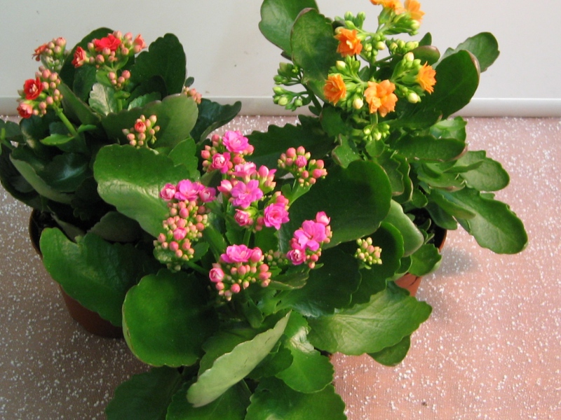 Kalanchoe flower pests