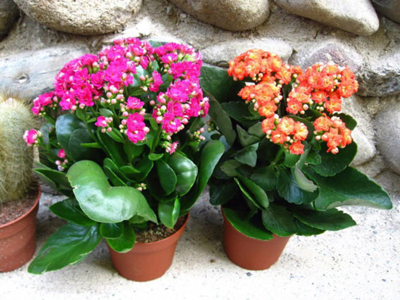 Kalanchoe disease