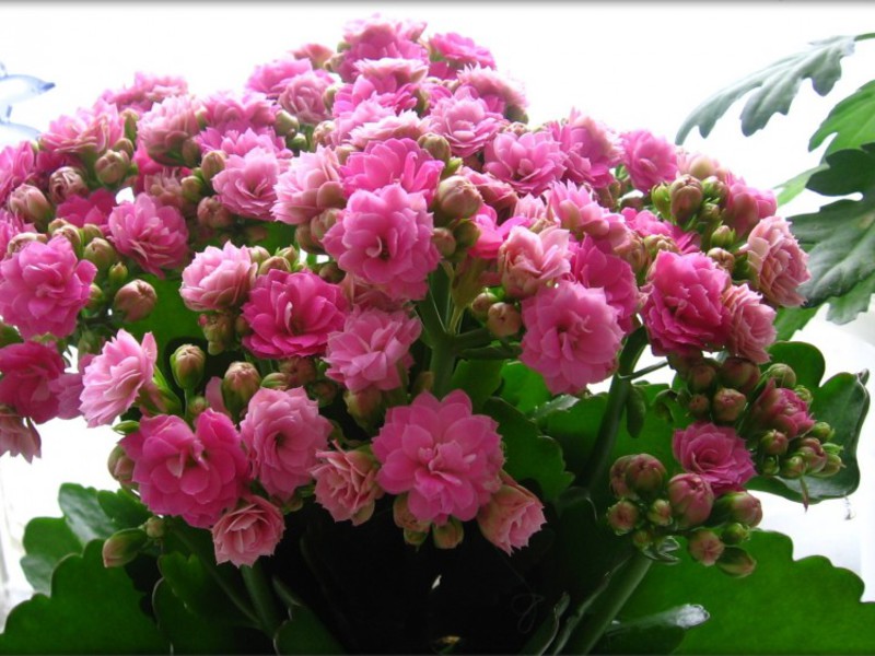 Features of flowering Kalanchoe