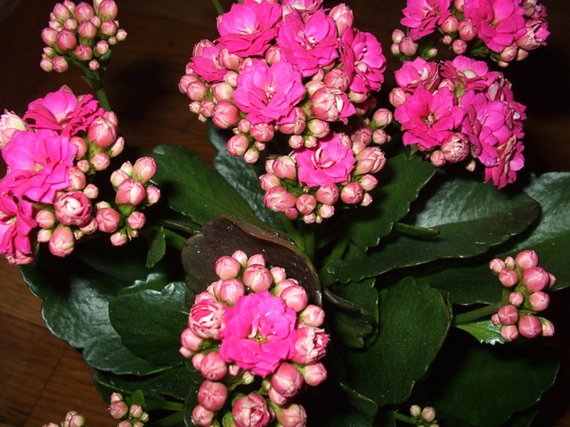 Kalanchoe Kalandiva blooming.