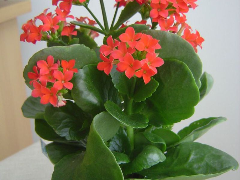 Beautiful Kalanchoe flower