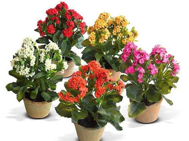 Several types of Kalanchoe are grown indoors.