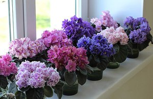 Air humidity and watering violets