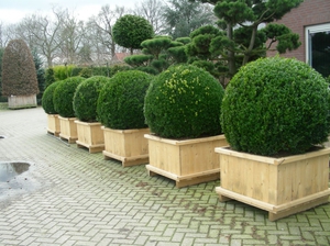 Planting and caring for boxwood