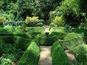 What is the peculiarity of caring for boxwood